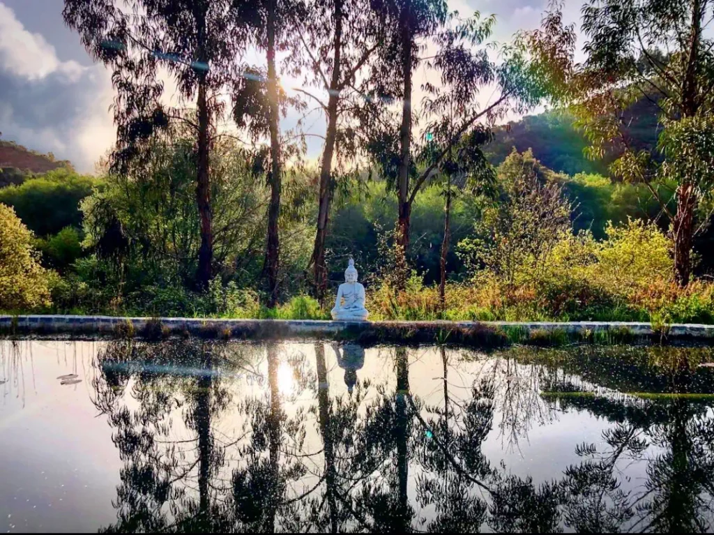 Pond