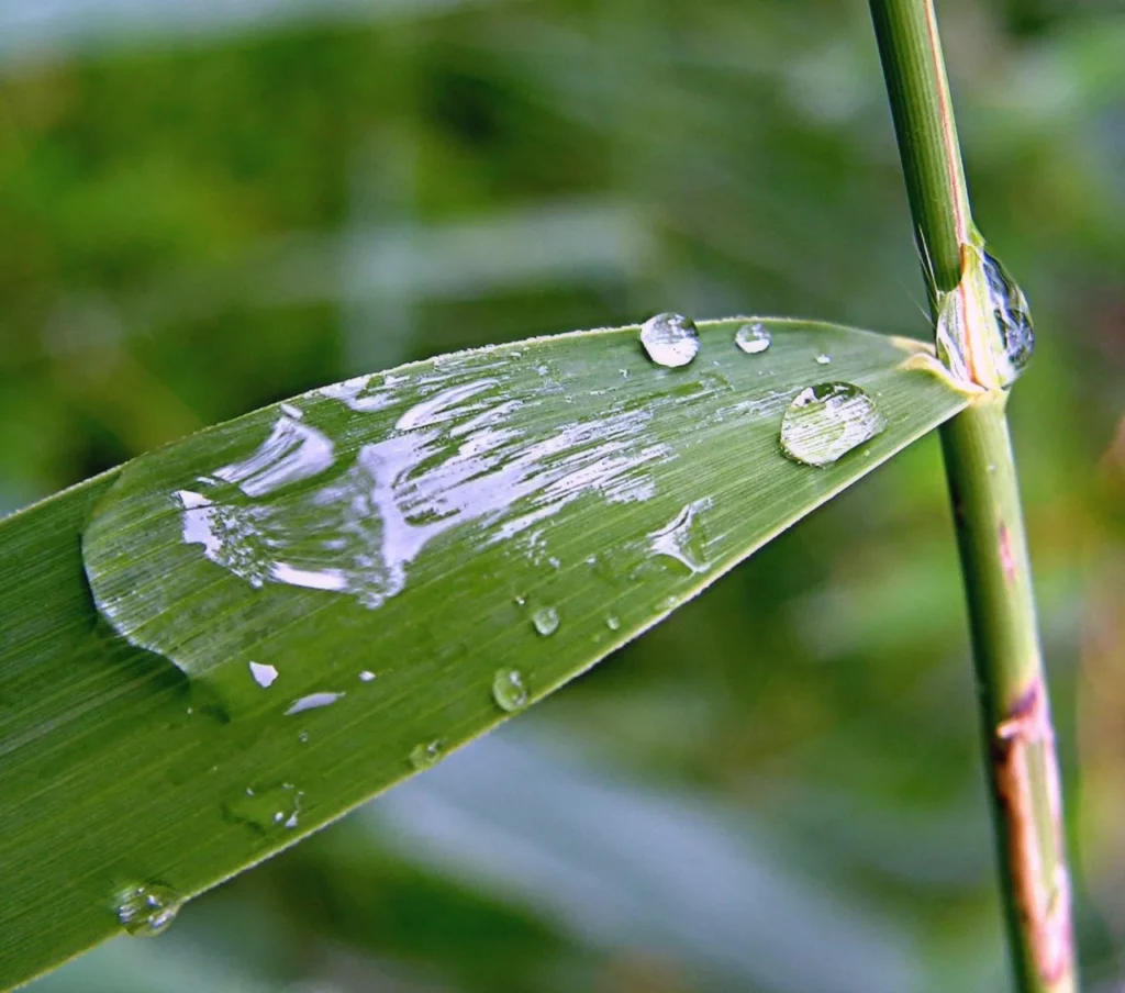leaf-rain
